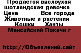 Продается вислоухая шотландская девочка › Цена ­ 8 500 - Все города Животные и растения » Кошки   . Ханты-Мансийский,Покачи г.